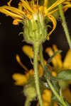 Lynn Haven goldenaster